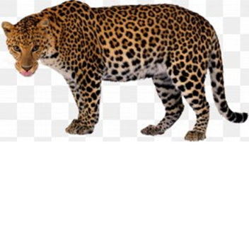 test learning coding