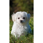 Doggies And Puppies!!!!~~~