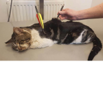 Warrior Cats~Save Cats And Fight To Save Lives!
