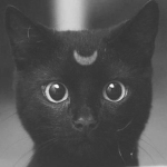 Cute black Cats