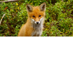 Foxyloxy's animal fan group