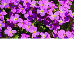 Victo