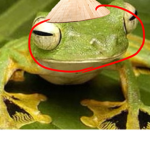 The frog group (Asian group)