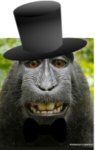 factual monkey group