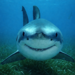 sharkstuff