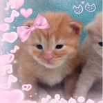 ~Tinkle Love~