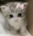 mochii’s lil peeps