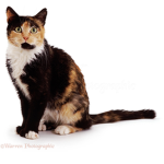 KitKat Kitty