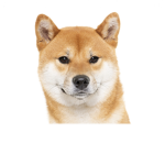 Doge/Shiba fans :)