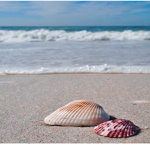 = seashell group =