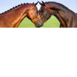 Ridding...horse...academy