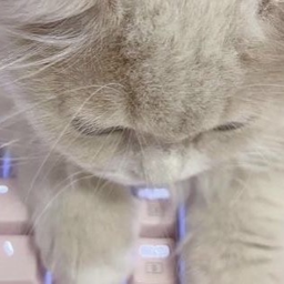 ⋆ ⊹ ♡