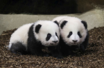 Panda_pandaa1