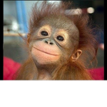 me big monkey and you can be to