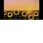 The summer breeze