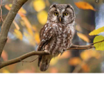 Owl Official