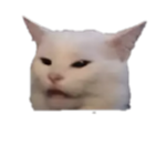 Cheap Cats United