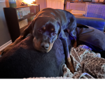 Rottweiler fan group 123