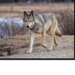 Wolf fan, group
