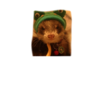 The Frog Ferret Lair