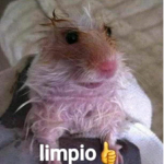 Patos kawaises