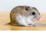 Hamster NATION DEV TEAM