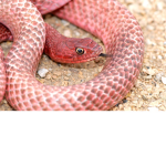 save snakes