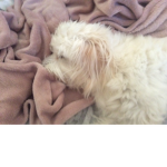 Puppy support fan group