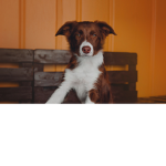 아델이