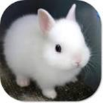 fluffy bunny love group