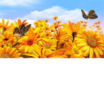 SSA~Stary~Sky~Academy~(horse valley)