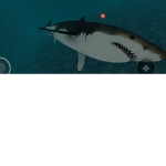 Shark company