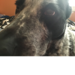 Dogy Padle
