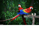 The Official Parrot Fan Club