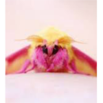 Rosey moth group!