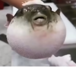 OUAH