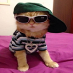 panthera cat club