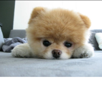 Adorable puppy Army!