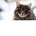 Funny Kitten Studios