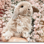 ~Scar’s Apparel~