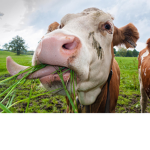 The Moo Raiders