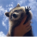 RaccoonYT