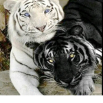 The black and white tigers