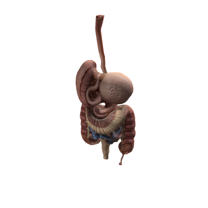 digestive system
