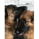 Puppers and Doggos