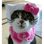 myrose.