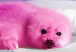 PINK SEAL