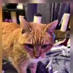Lovecatsvr