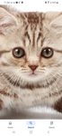Ìlovecats