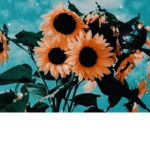 тяσριɕαℓ sunflowers